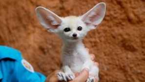 Ušesna lisica - nočna žival z velikimi ušesi